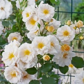Róża pnąca White star Verve 5 l