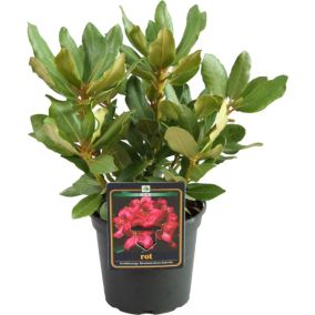 Różanecznik czerwony Verve 2 l