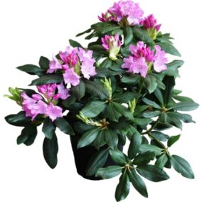 Różanecznik różowy Verve 2 l