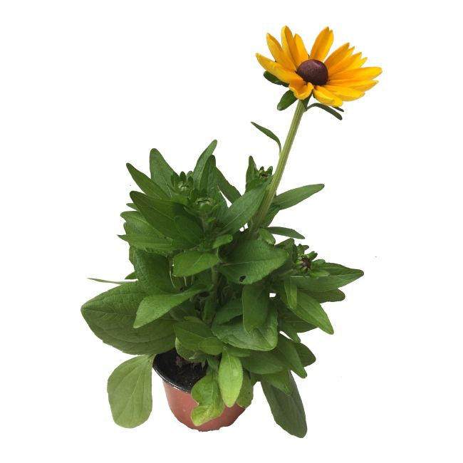 Rudbekia doniczka 14 cm