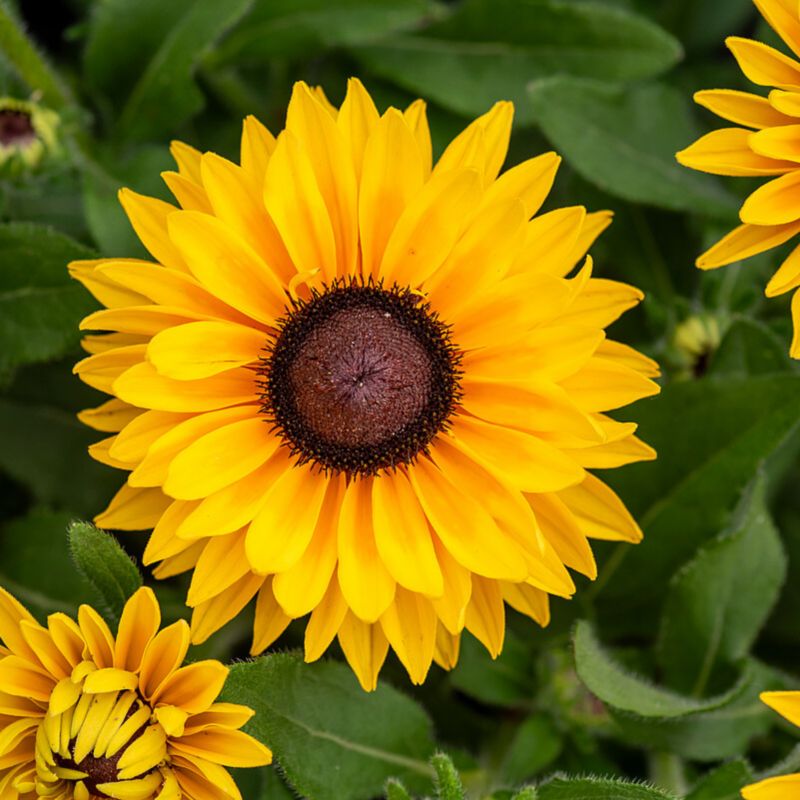 Rudbekia doniczka 4 l