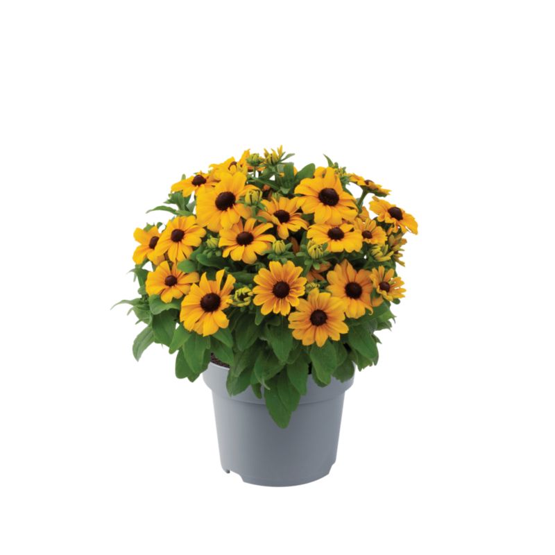 Rudbekia wieloletnia 2 l
