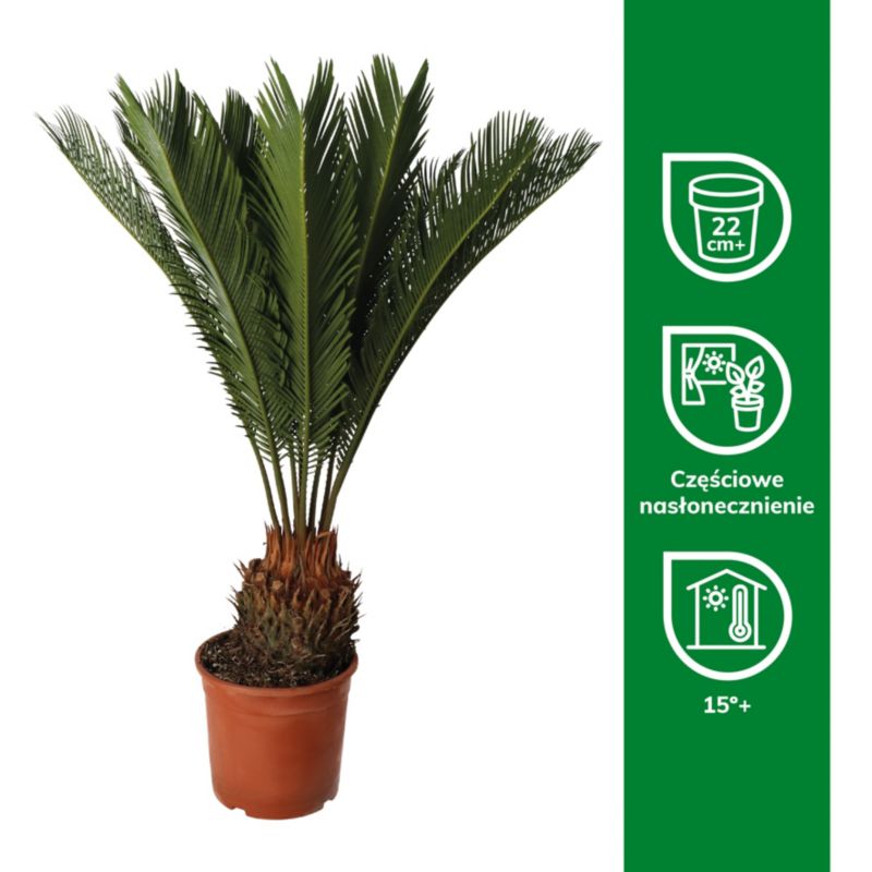 Sagowiec Cycas Revoluta Verve 21 cm wys. 65 cm