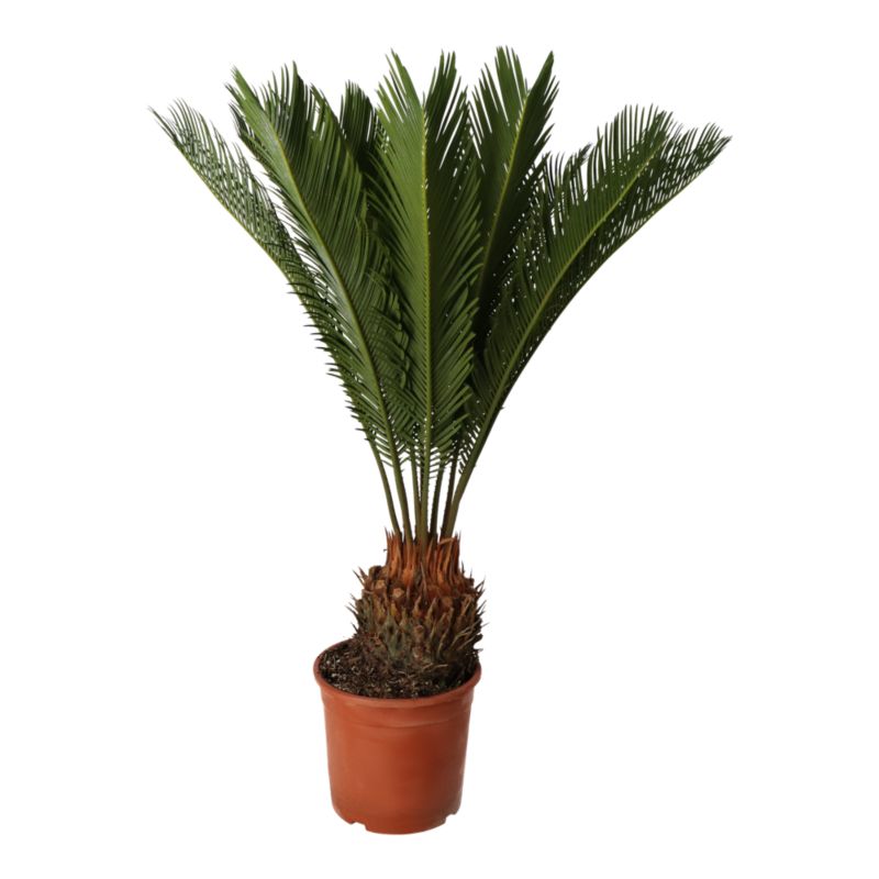 Sagowiec Cycas Revoluta Verve 21 cm wys. 65 cm
