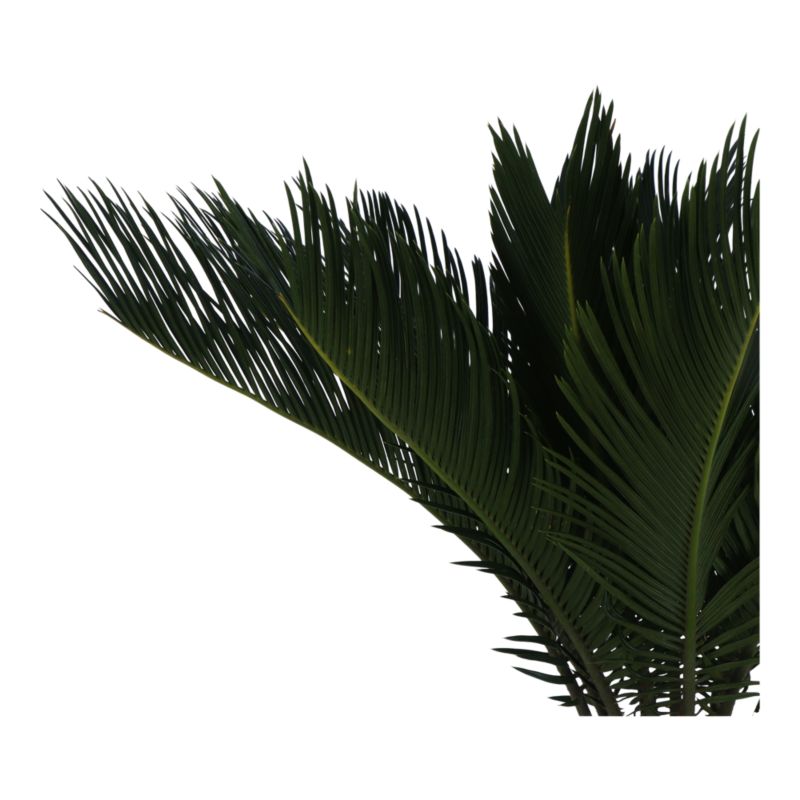Sagowiec Cycas Revoluta Verve 21 cm wys. 65 cm