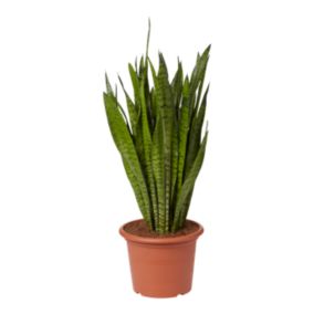 Sansevieria 30 cm wys. 30 cm