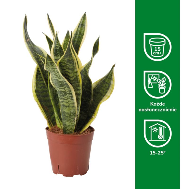 Sansevieria doniczka 14 cm wys. 45 cm