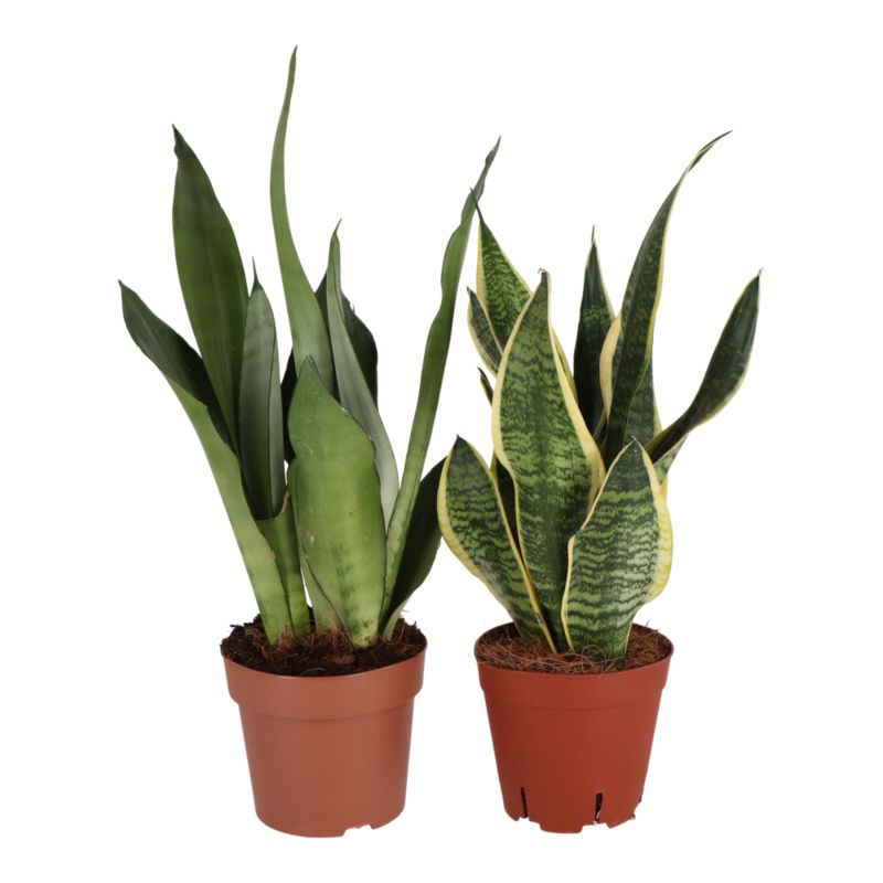 Sansevieria doniczka 14 cm wys. 45 cm