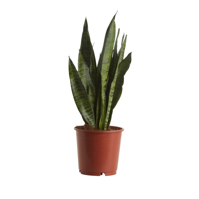 Sansevieria doniczka 14 cm wys. 45 cm