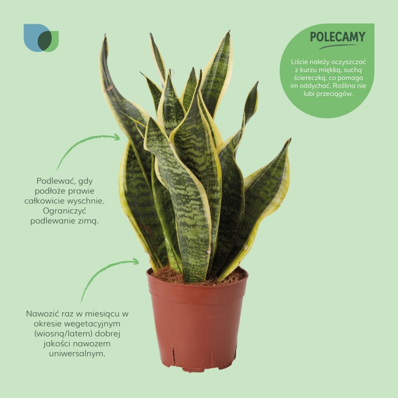 Sansevieria doniczka 14 cm wys. 45 cm