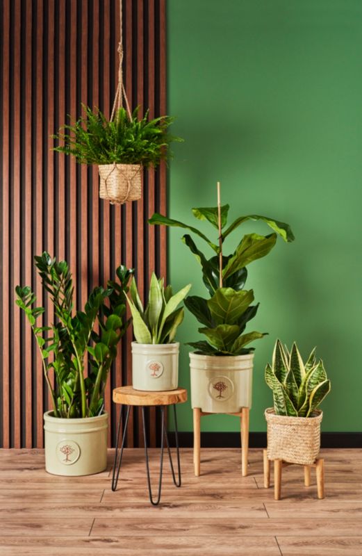 Sansevieria doniczka 14 cm wys. 45 cm