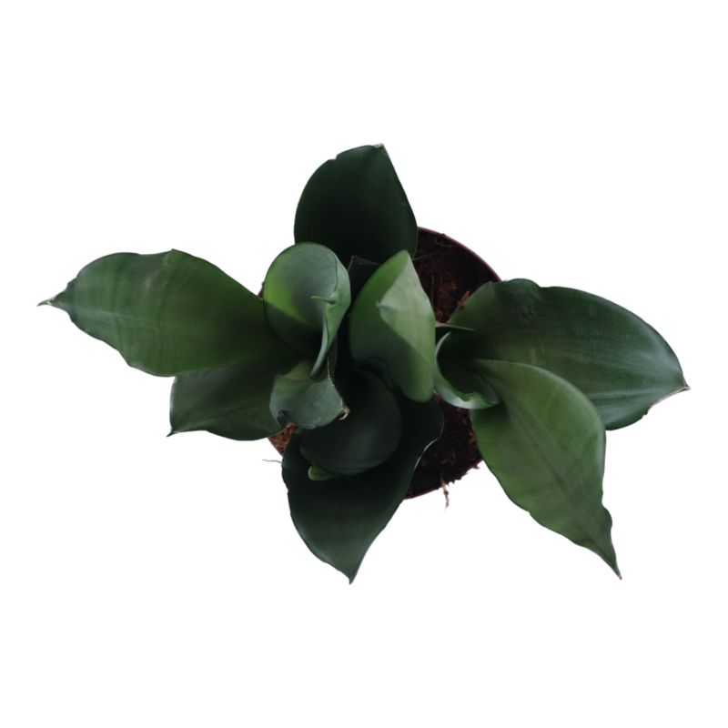 Sansevieria doniczka 14 cm wys. 45 cm