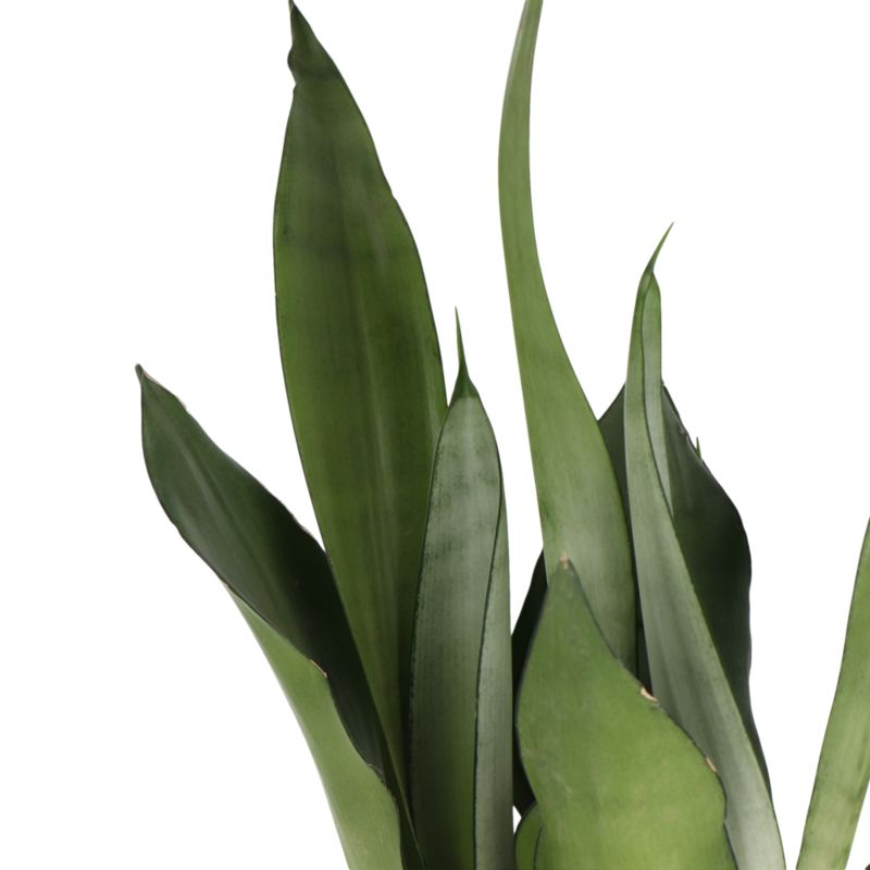 Sansevieria doniczka 14 cm wys. 45 cm