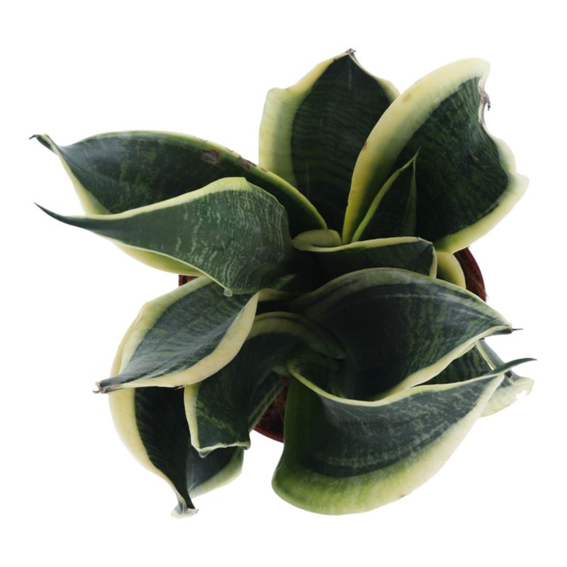 Sansevieria doniczka 14 cm wys. 45 cm
