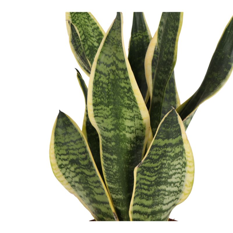Sansevieria doniczka 14 cm wys. 45 cm