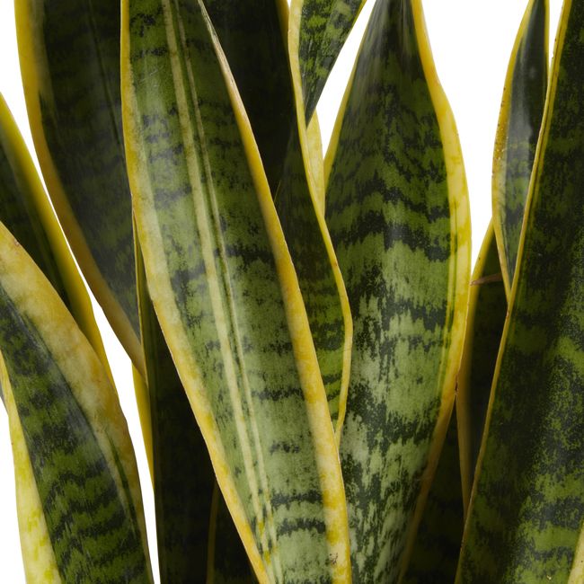Sansevieria doniczka 14 cm wys. 45 cm