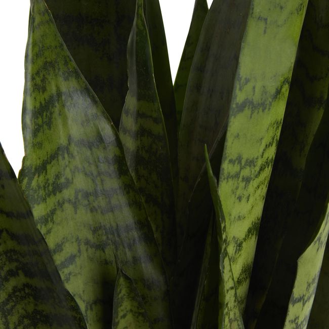 Sansevieria doniczka 14 cm wys. 45 cm