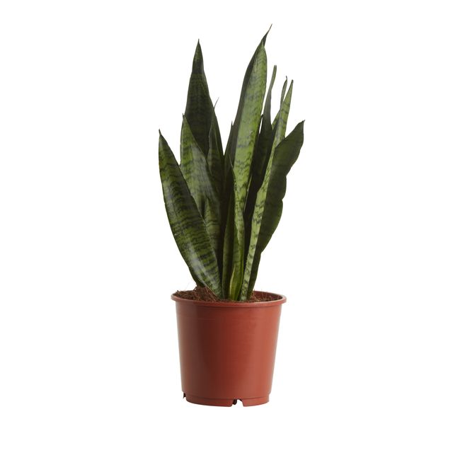 Sansevieria doniczka 14 cm