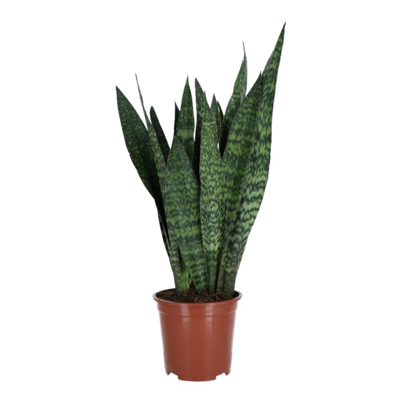 Sansevieria Jamaiquana 27 cm