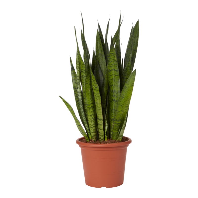 Sansevieria Zeylanica 25 cm wys. 75 cm