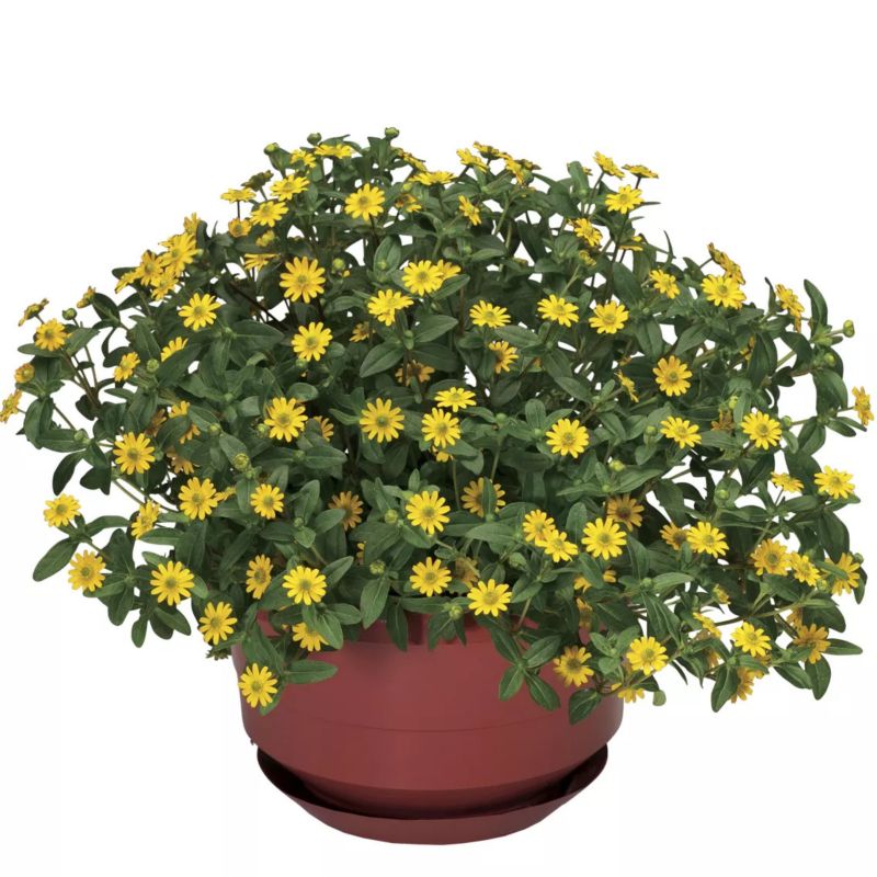 Sanwitalia w doniczce 11 cm