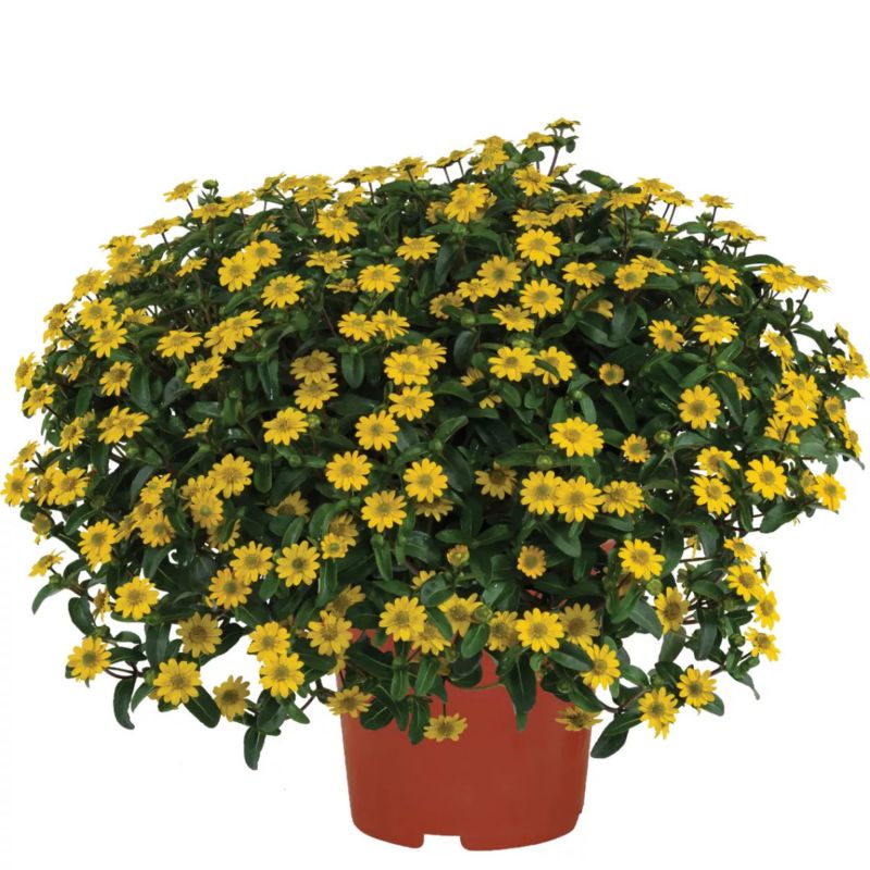 Sanwitalia w doniczce 11 cm