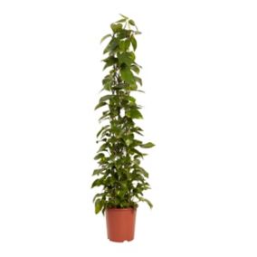 Scindapsus pstry GoodHome 27 cm
