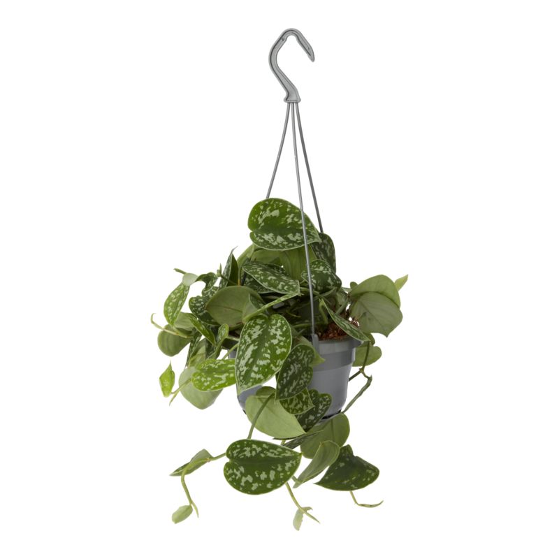 Scindapsus pstry wiszący 17 cm wys. 40 cm