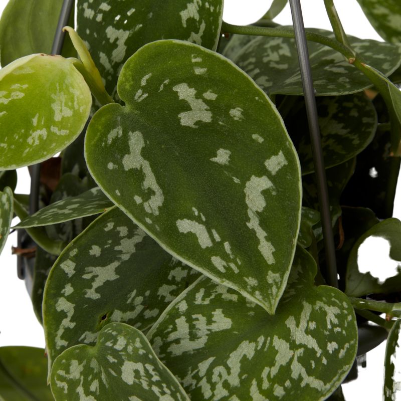 Scindapsus pstry wiszący 17 cm wys. 40 cm