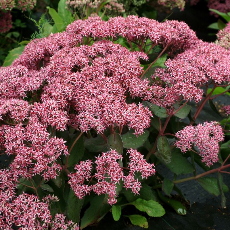 Sedum doniczka 17 cm