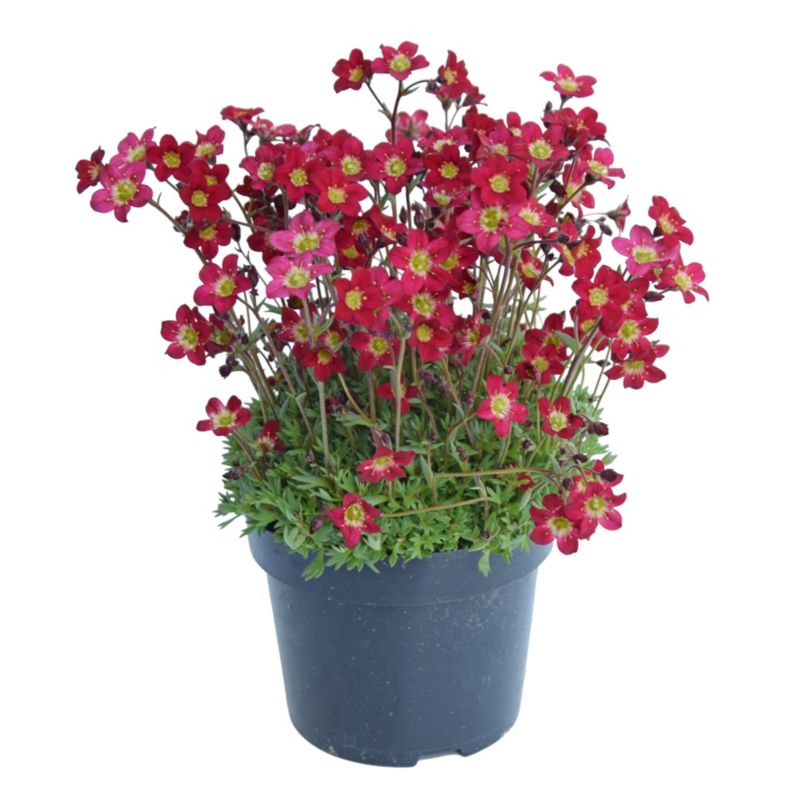 Skalnica mix kolorów 12 cm
