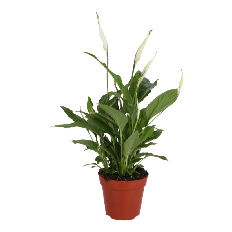 Skrzydłokwiat doniczka 12 cm wys. 40 cm