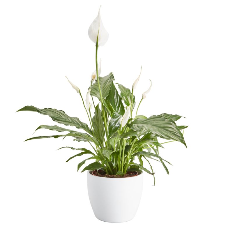 Skrzydłokwiat doniczka 14 cm wys. 55 cm