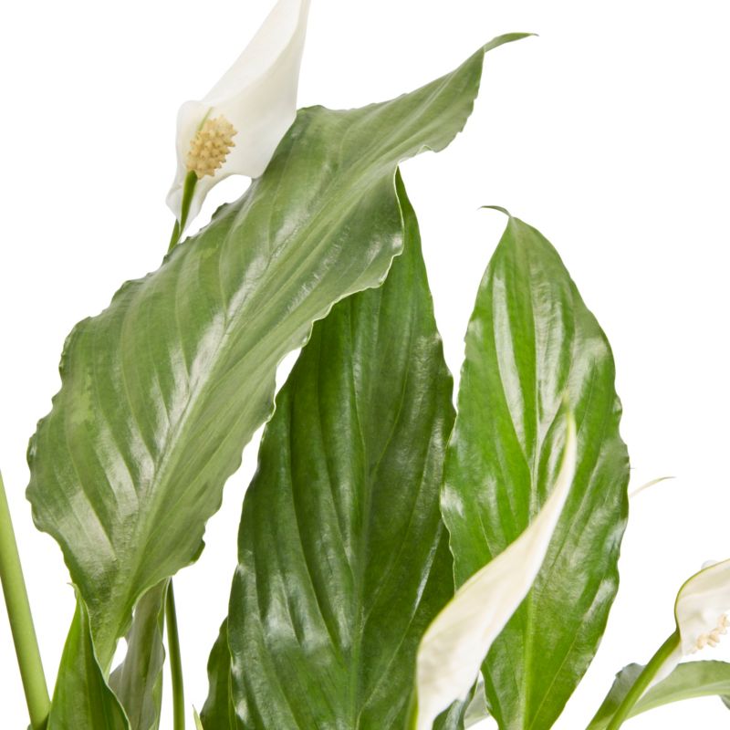 Skrzydłokwiat doniczka 14 cm wys. 55 cm
