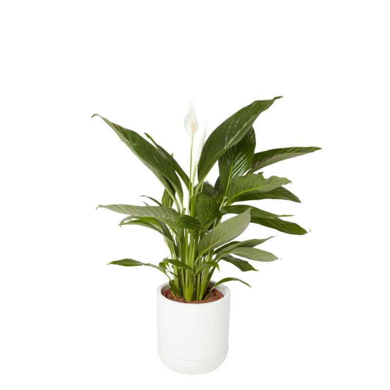 Skrzydłokwiat doniczka 17 cm wys. 65 cm