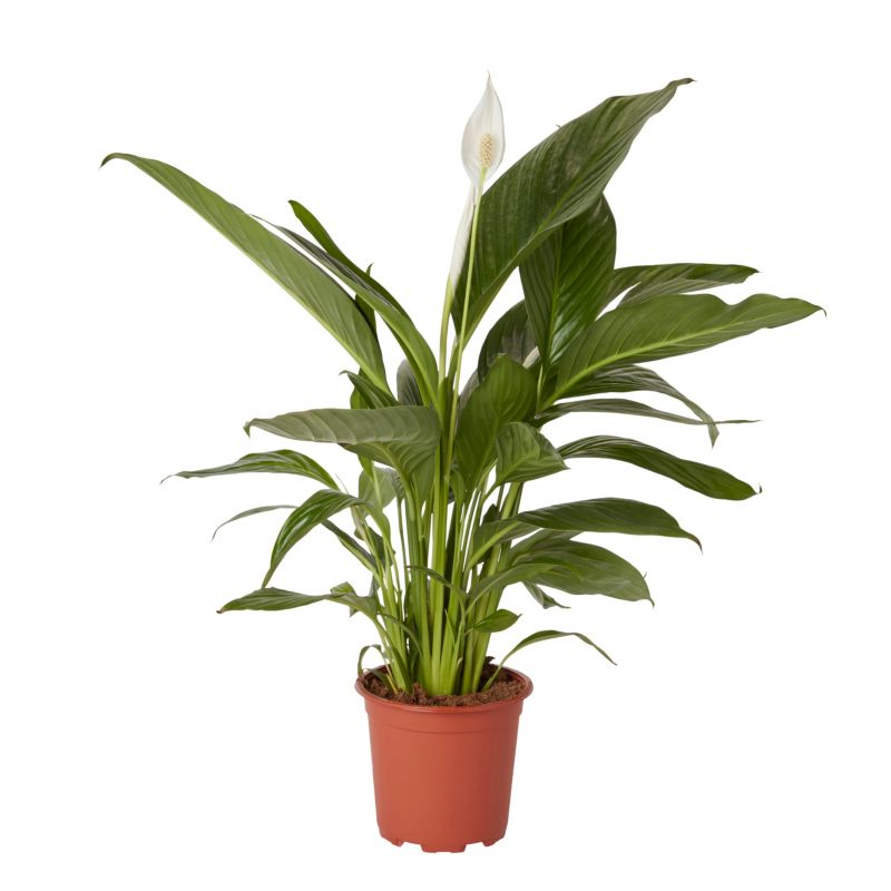 Skrzydłokwiat doniczka 17 cm wys. 65 cm