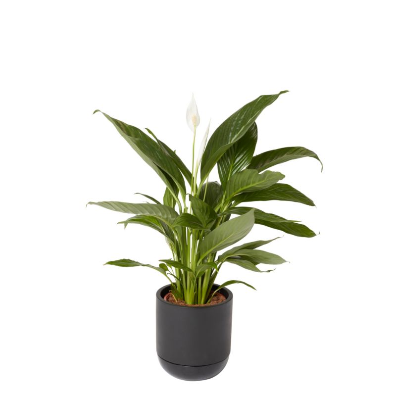 Skrzydłokwiat doniczka 17 cm wys. 65 cm