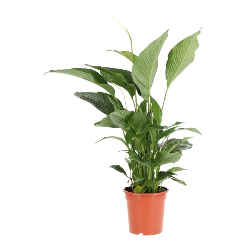 Skrzydłokwiat doniczka 21 cm wys. 100 cm