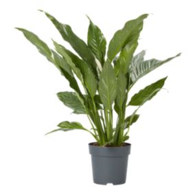 Skrzydłokwiat Variegated Verve 14 cm wys. 40 cm