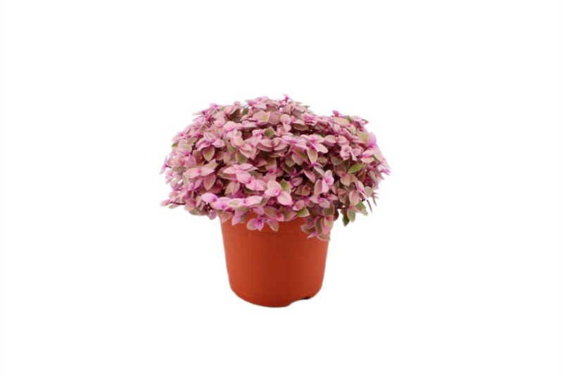 Smużyna Pink Lady Verve 10,5 cm wys. 15 cm