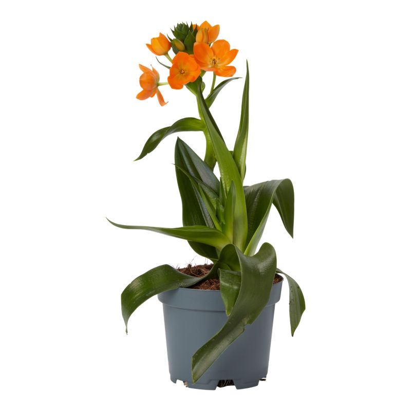 Śniedek Wątpliwy pomarańczowy 10,5 cm wys. 25 cm