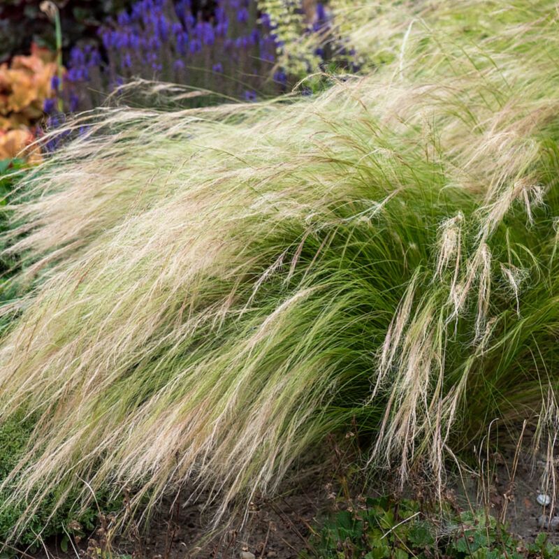Stipa doniczka 11 cm