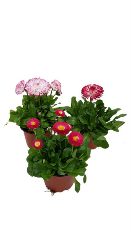 Stokrotka doniczka 10 cm