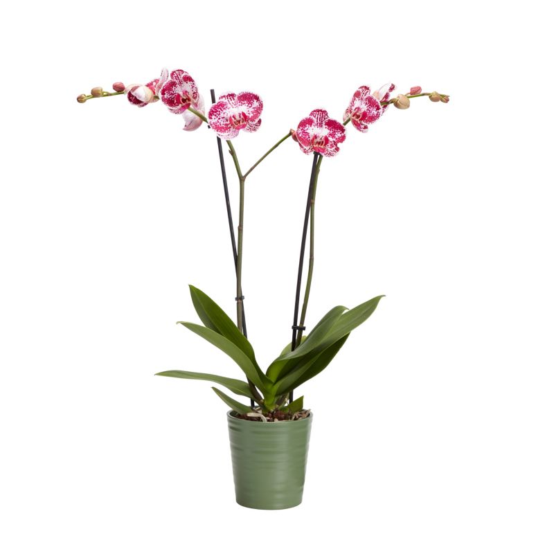 Storczyk dwupędowy GoodHome 12 cm doniczka ceramiczna wys. 65 cm