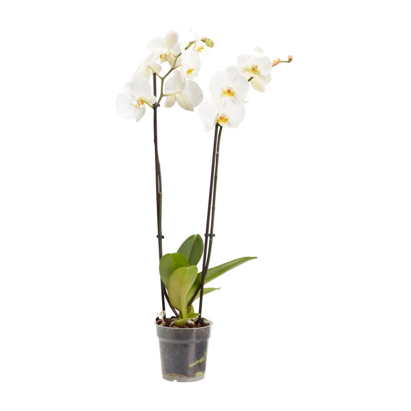 Storczyk dwupędowy GoodHome 12 cm wys. 60 cm