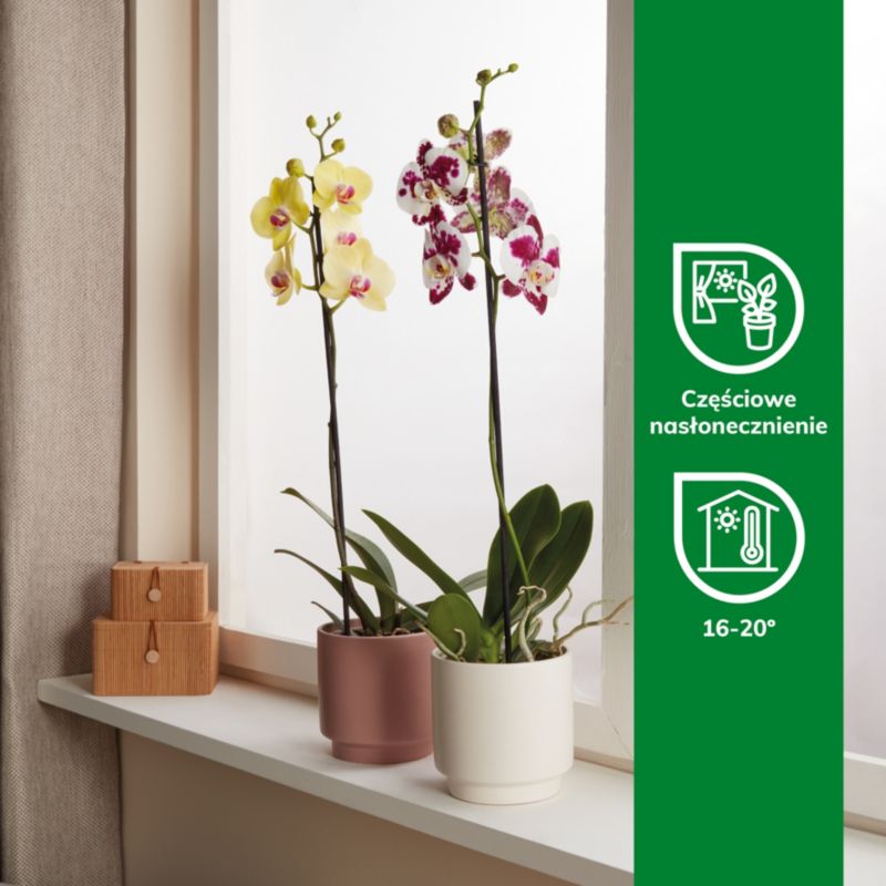 Storczyk jednopędowy GoodHome 12 cm doniczka ceramiczna wys. 60 cm
