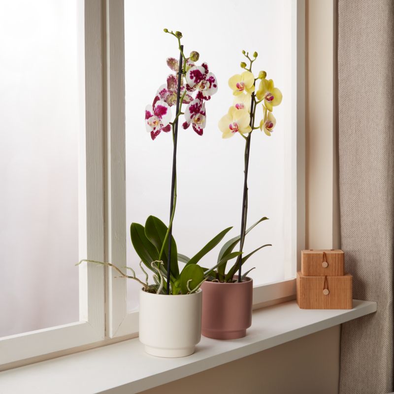 Storczyk jednopędowy GoodHome 12 cm doniczka ceramiczna wys. 60 cm