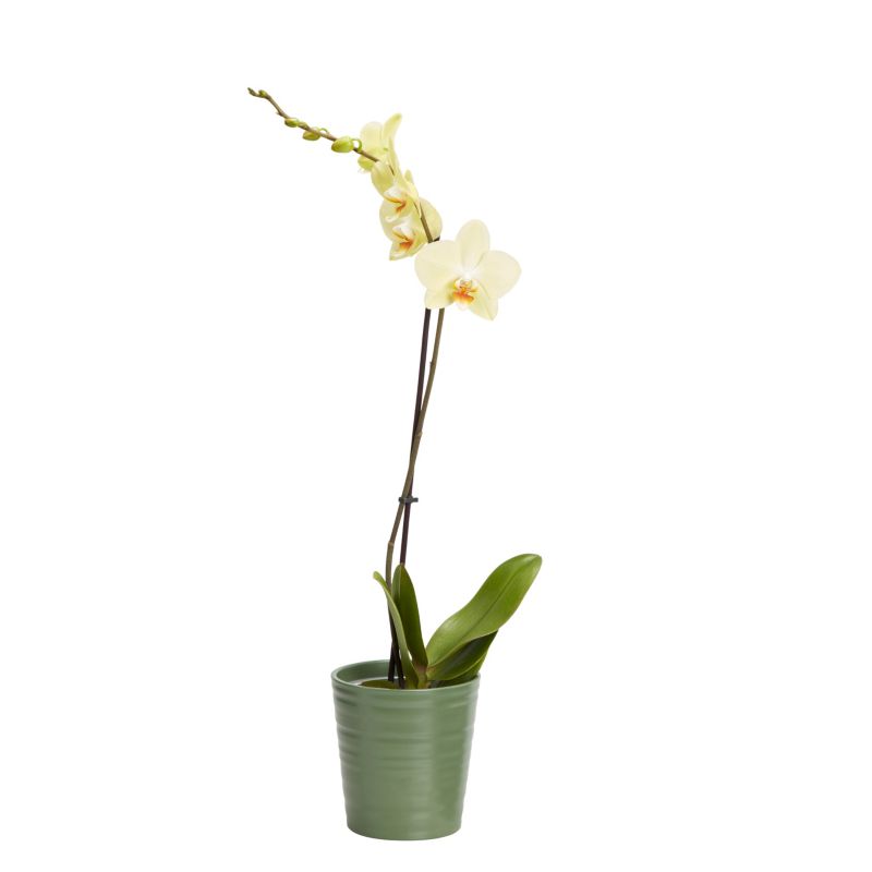 Storczyk jednopędowy GoodHome 12 cm doniczka ceramiczna wys. 60 cm