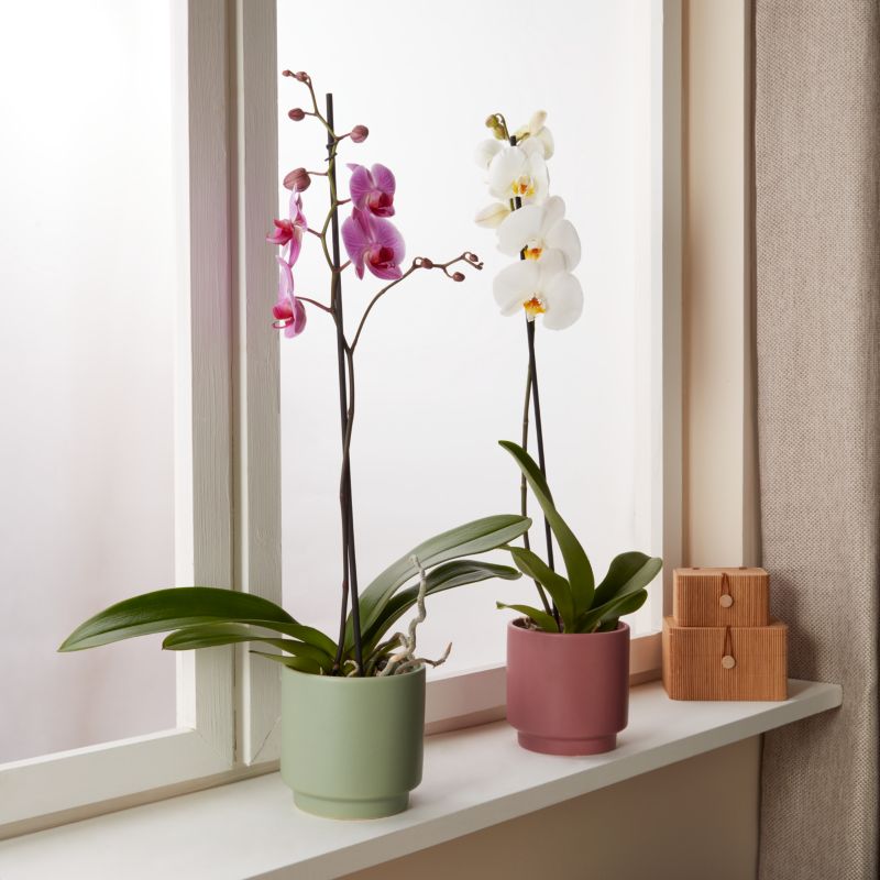 Storczyk jednopędowy GoodHome 12 cm doniczka ceramiczna wys. 60 cm