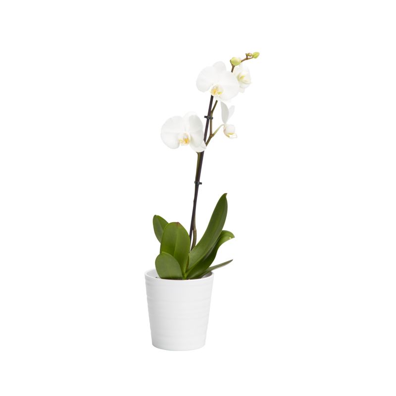 Storczyk jednopędowy GoodHome 12 cm doniczka ceramiczna wys. 60 cm
